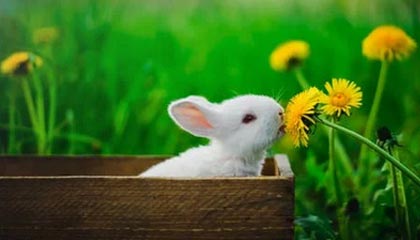 开云官方平台-李明爆发：28分8篮板5助攻，展现全能表现！，李明什么水平