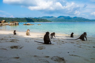 开云体育网址-世界沙滩龙舟锦标赛中国团队表现优异，国际龙舟锦标赛